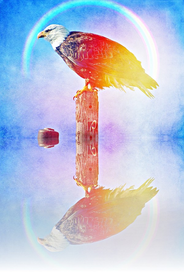 eagle reflections  by Laura Seymour
